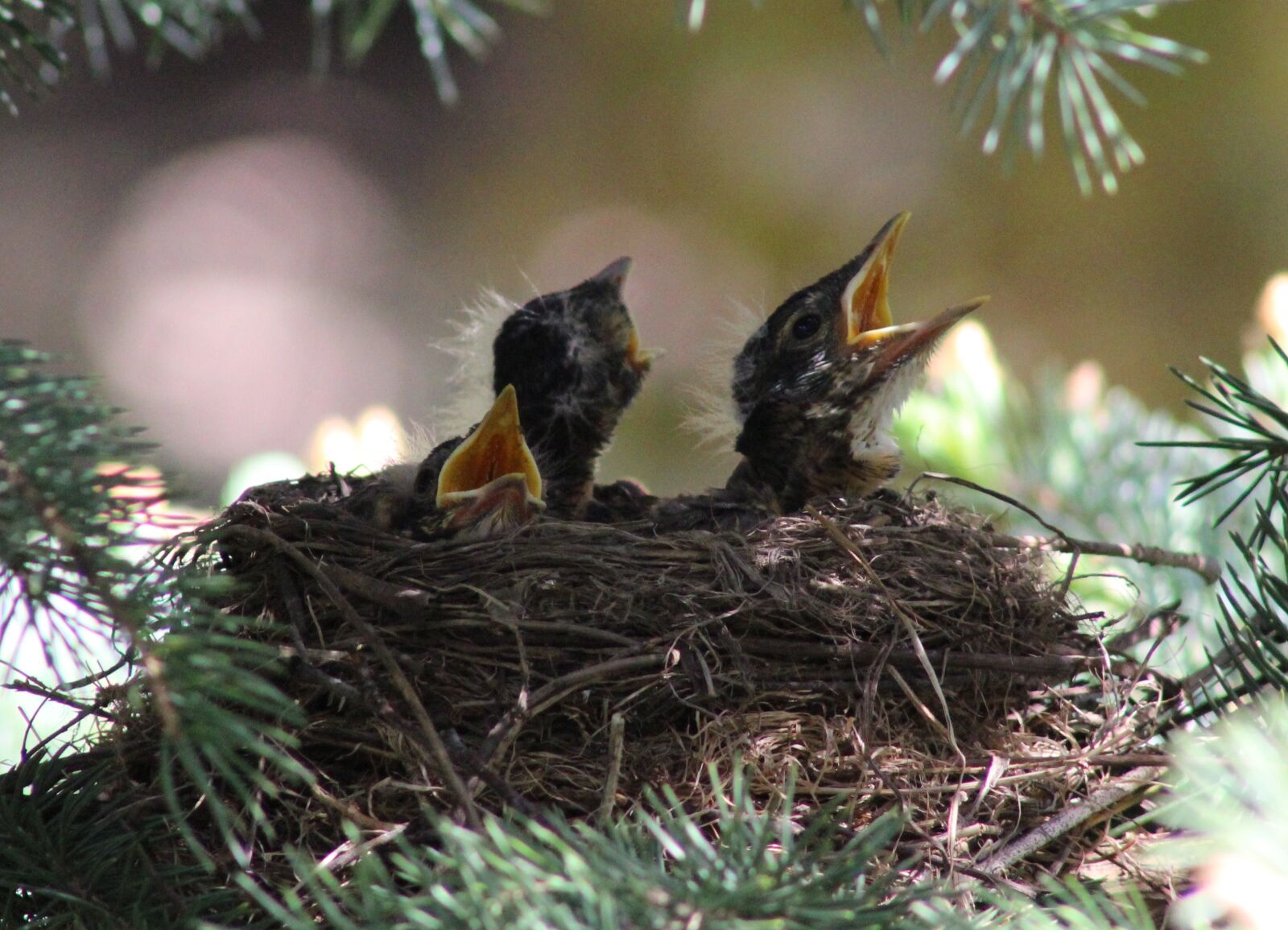 Canon EOS 600D (Rebel EOS T3i / EOS Kiss X5) sample photo. Robin, birds, baby robins photography