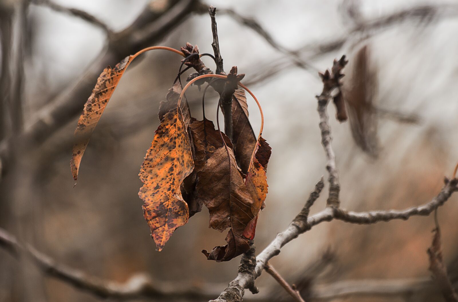 Canon EOS 650D (EOS Rebel T4i / EOS Kiss X6i) sample photo. Fall, leaf, autumn leaves photography