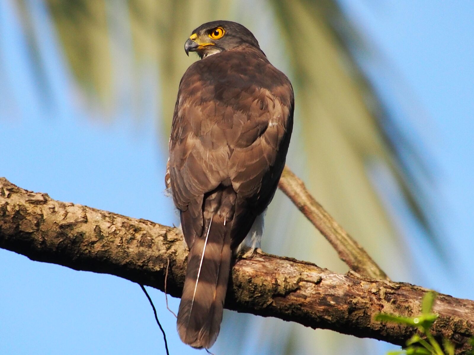 Panasonic Lumix G Vario 100-300mm F4-5.6 OIS sample photo. Crested goshawk, wittmann, chill photography