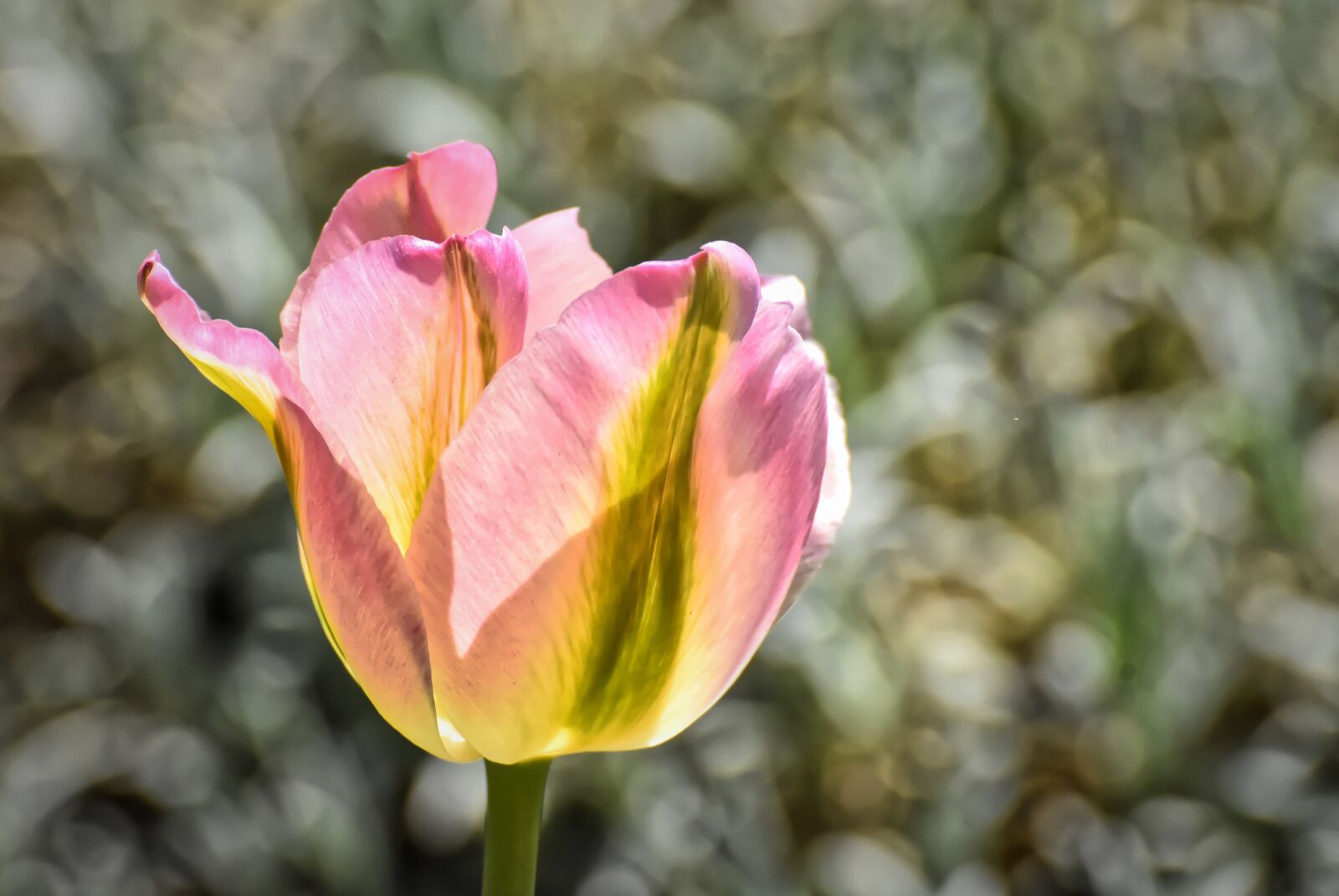 Nikon D7200 sample photo. Tulips, flowers, colorful photography
