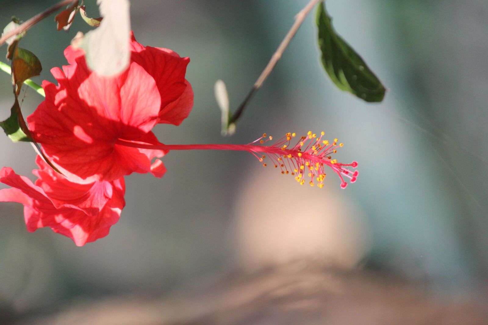 Canon EOS 600D (Rebel EOS T3i / EOS Kiss X5) sample photo. Hibiscus, flower, petal, plant photography
