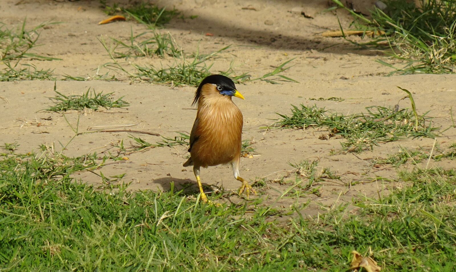 Sony DSC-WX800 sample photo. Bird, myna, mynah photography