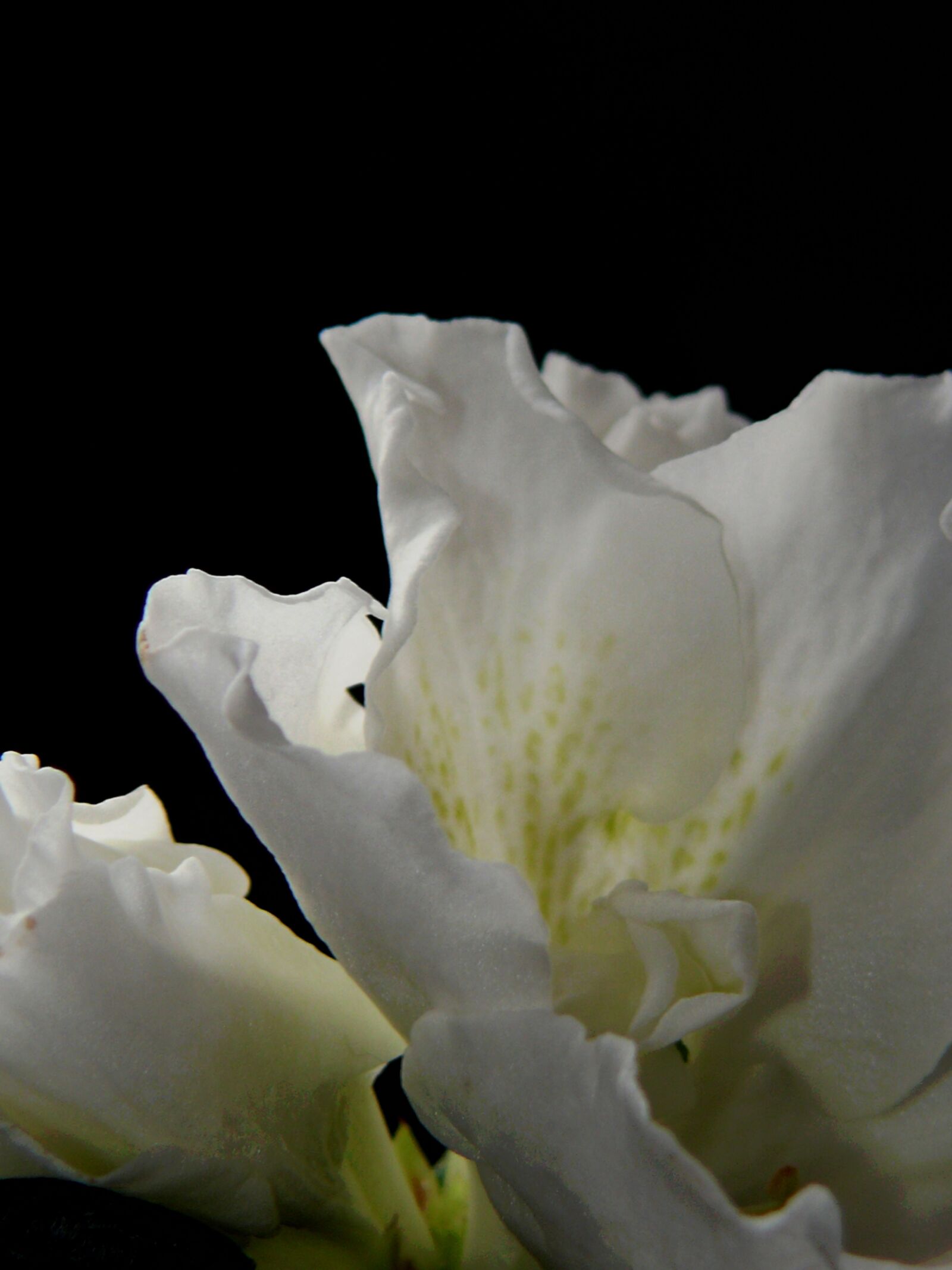 Leica V-LUX 1 sample photo. Poppy, white poppy, mohngewaechs photography