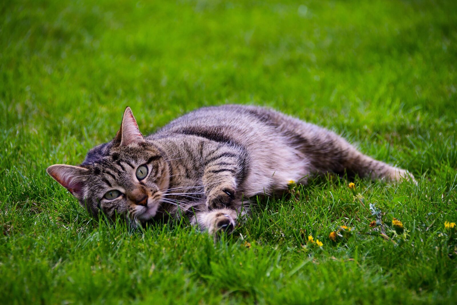 Nikon D500 sample photo. Cat, relaxation, cute photography