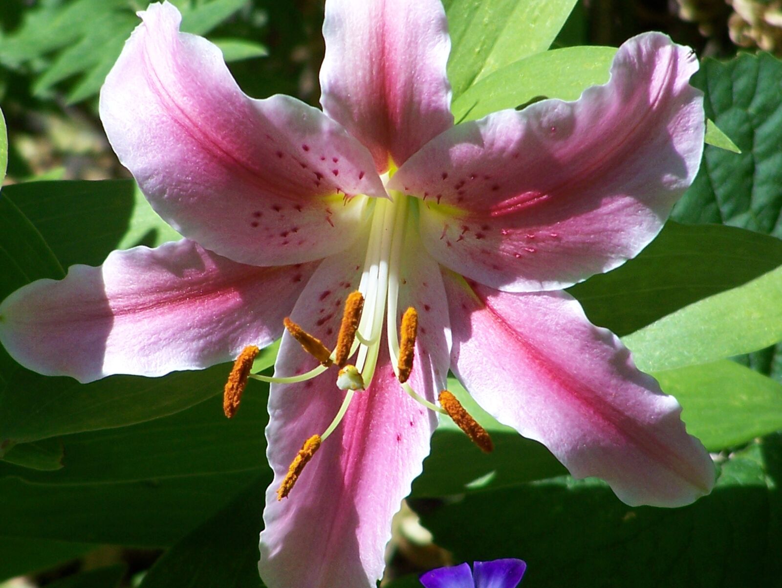Kodak Z650 ZOOM DIGITAL CAMERA sample photo. Flower, nature, lily photography