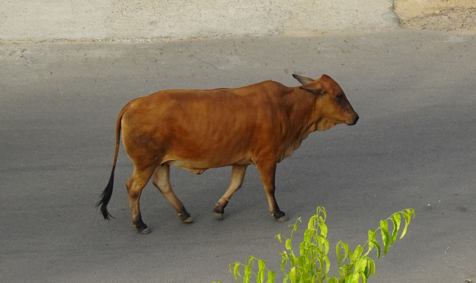 Sony DSC-WX800 sample photo. Cow, red, sindhi photography