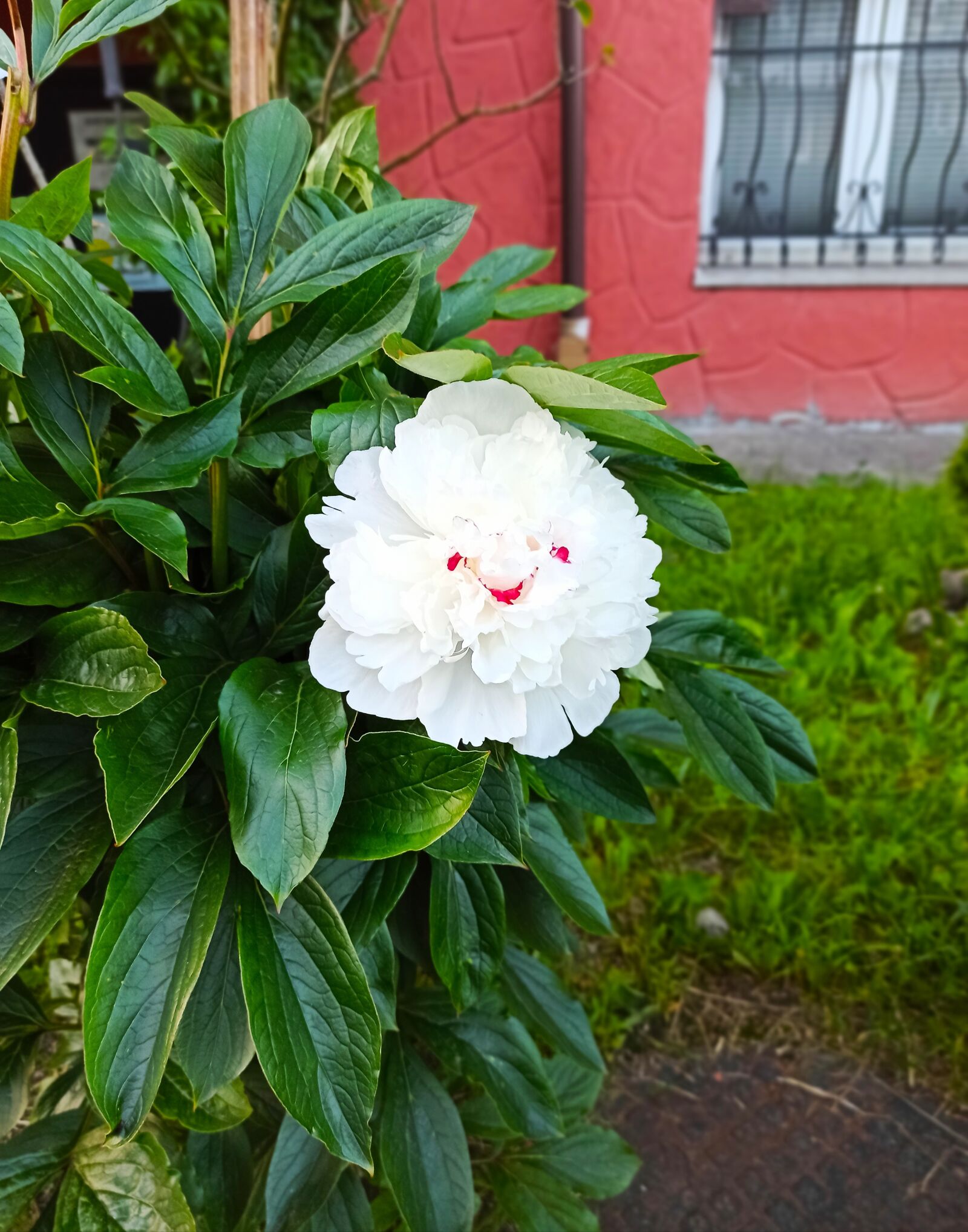 Xiaomi Redmi Note 8 Pro sample photo. Peony, garden, flower photography