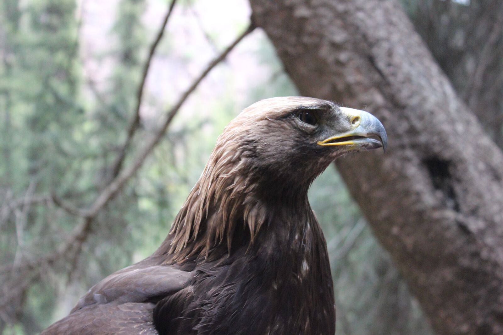 Canon EOS 600D (Rebel EOS T3i / EOS Kiss X5) sample photo. Golden eagle, eagle, view photography