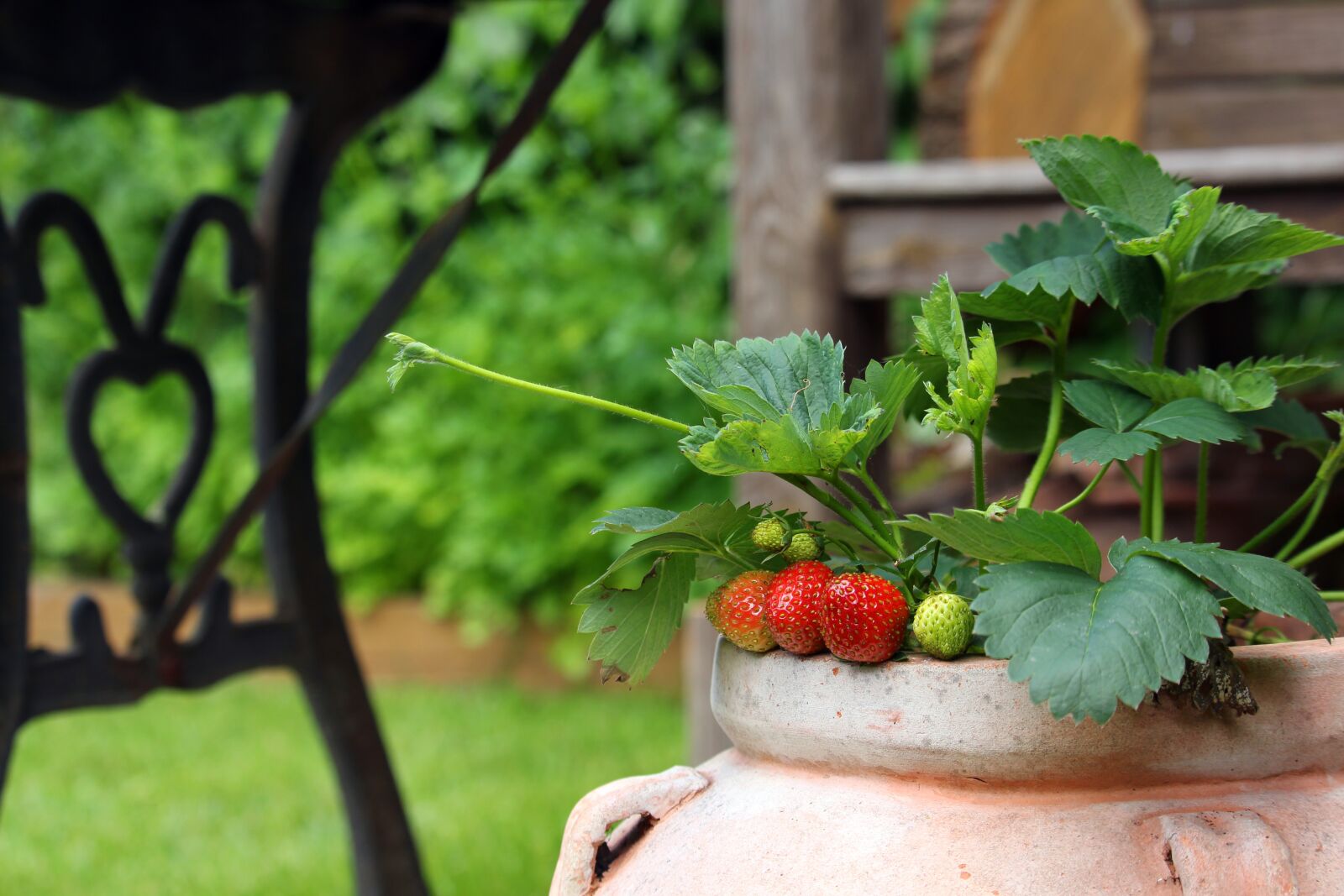 Canon EF-S 55-250mm F4-5.6 IS STM sample photo. Strawberries, garden, fruit photography