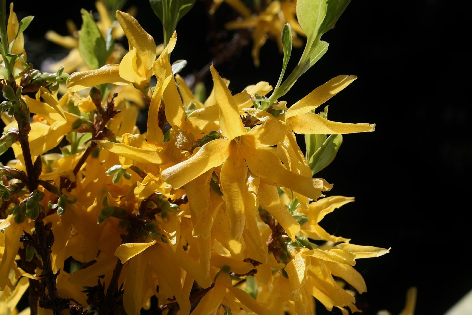 Canon EOS 400D (EOS Digital Rebel XTi / EOS Kiss Digital X) sample photo. Broom, gorse blossom, yellow photography