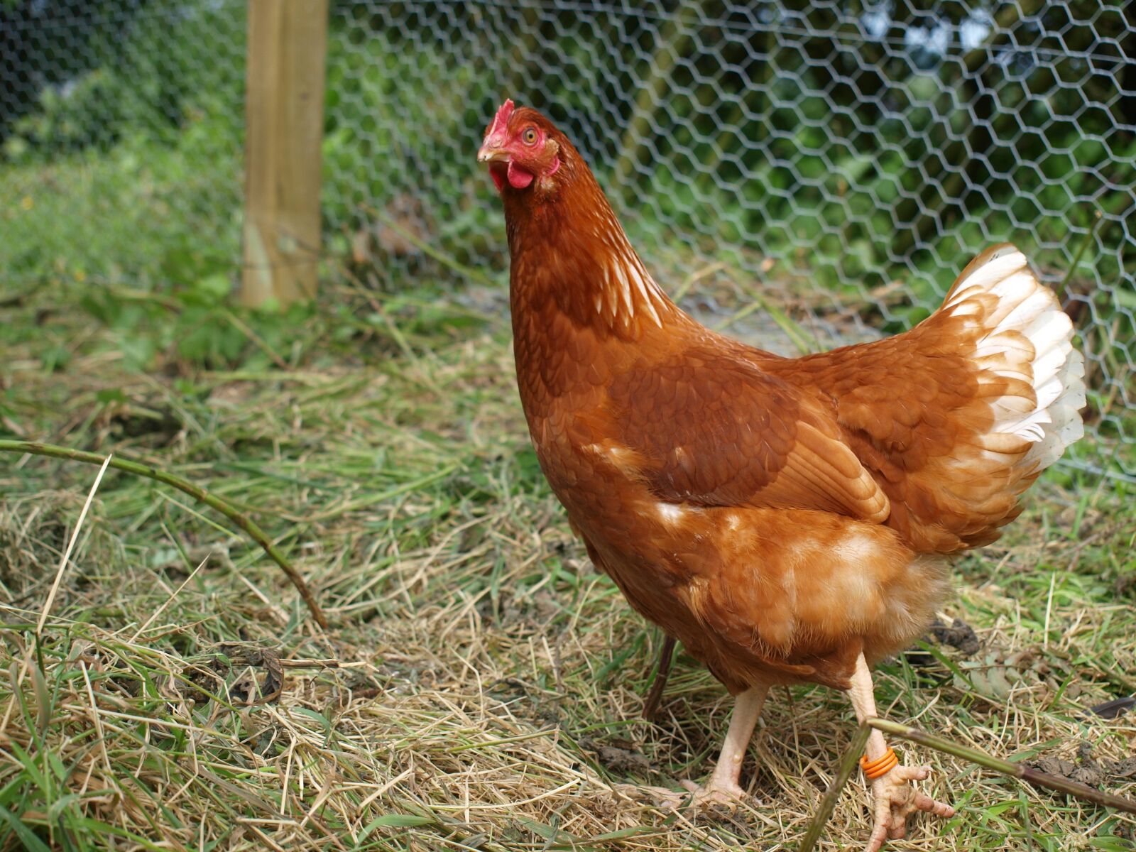 Olympus E-520 (EVOLT E-520) sample photo. Hen, chicken, poultry photography