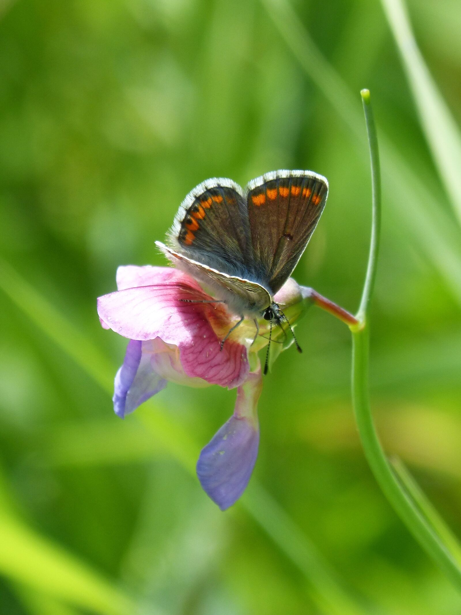 Panasonic DMC-FZ62 sample photo. Butterfly, aricia cramera, brunette photography