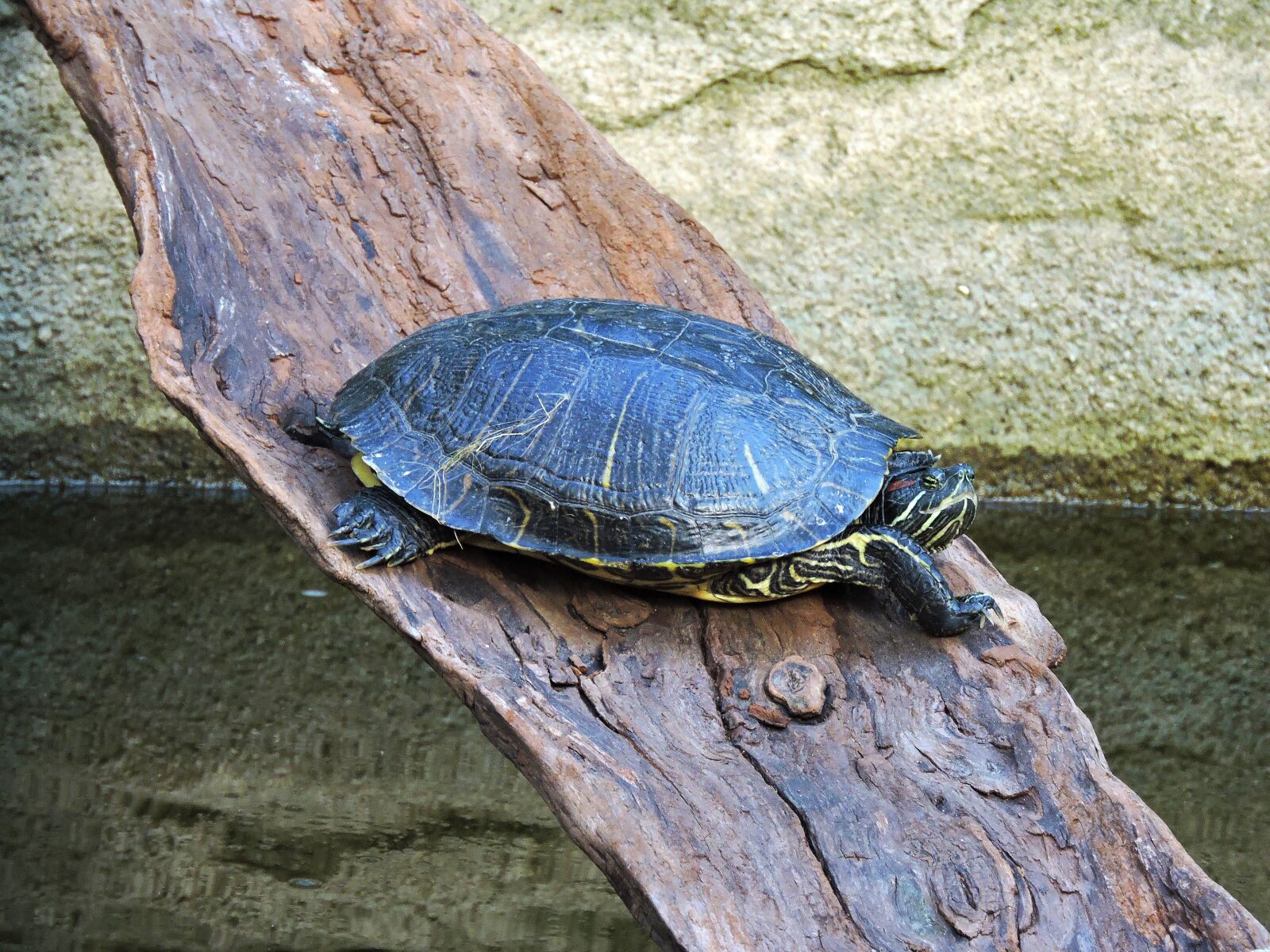 Nikon Coolpix P600 sample photo. Painted turtle, turtle, painted-turtle photography