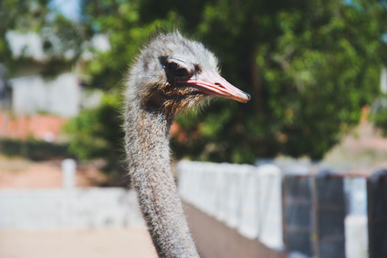 Nikon D5200 sample photo. Ostrich, close up, bird photography