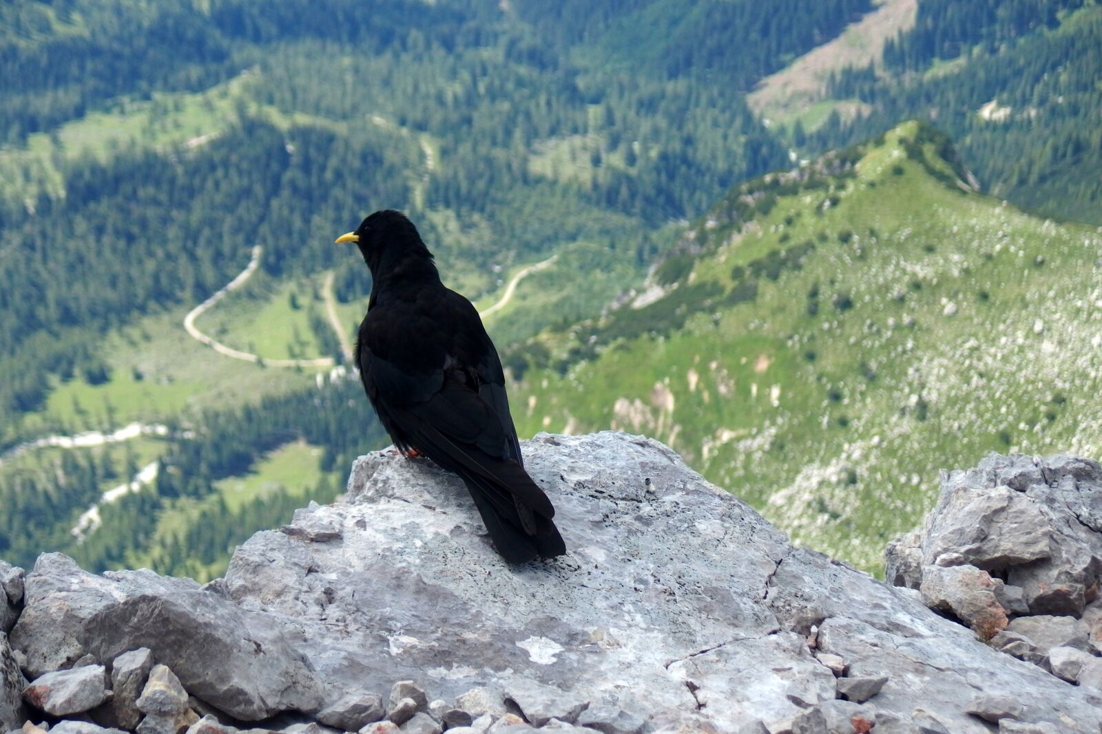 Olympus Stylus XZ-10 sample photo. Bird, black, mountains photography
