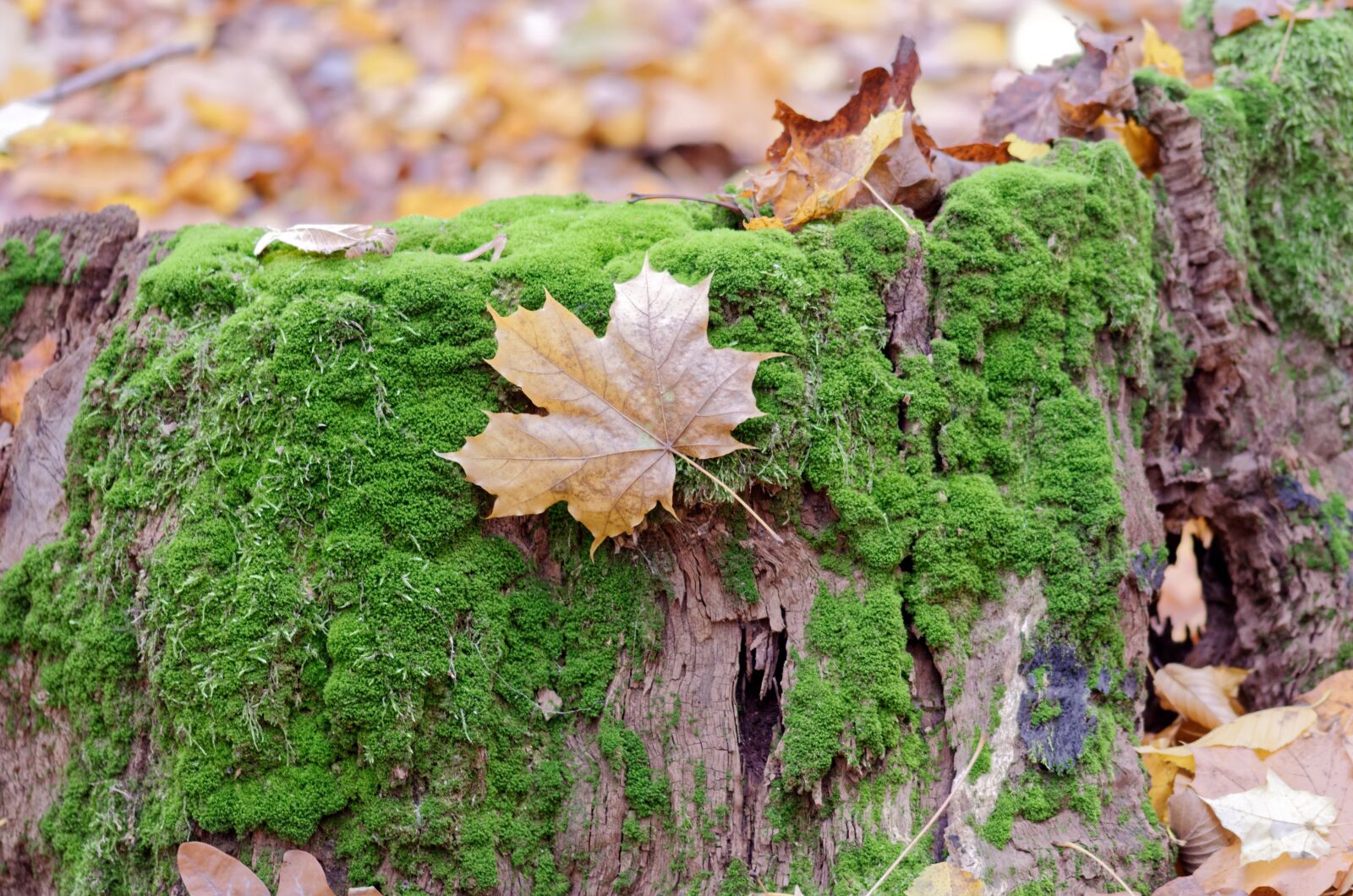 Nikon D5100 sample photo. Landscape, leaf, brown photography