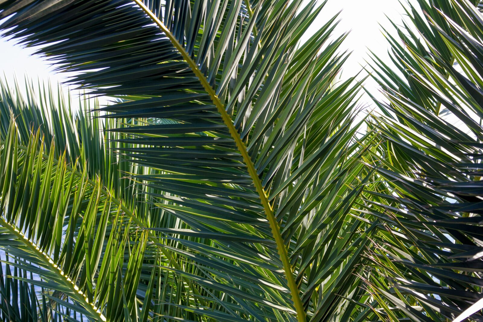 Canon EOS 550D (EOS Rebel T2i / EOS Kiss X4) sample photo. Palm, closeup, green photography