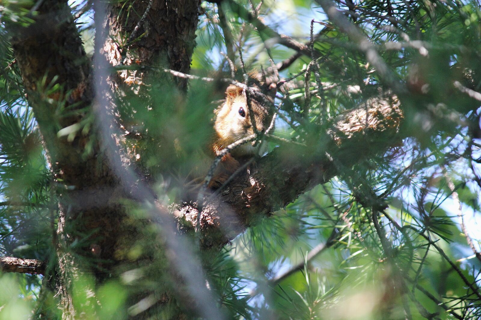 Canon EOS 550D (EOS Rebel T2i / EOS Kiss X4) sample photo. Chipmunk, hide and seek photography
