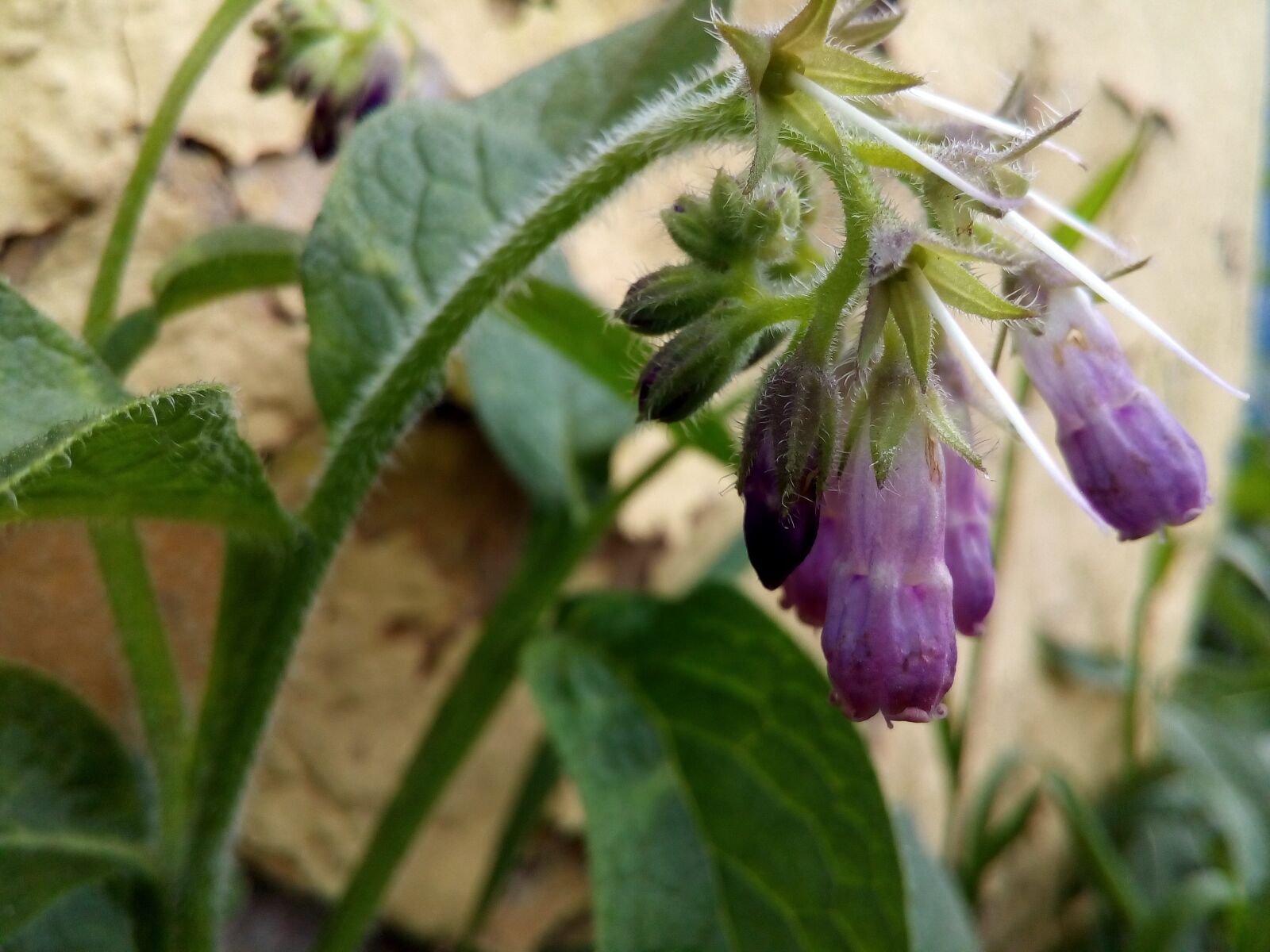 ASUS ZenFone Go (ZC500TG) sample photo. Comfrey, flower, faded photography