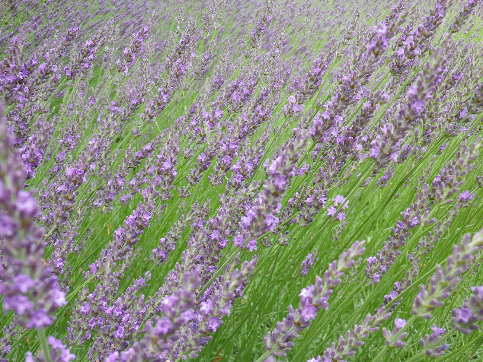 Pentax Optio RZ10 sample photo. Rosemary, purple, spring photography