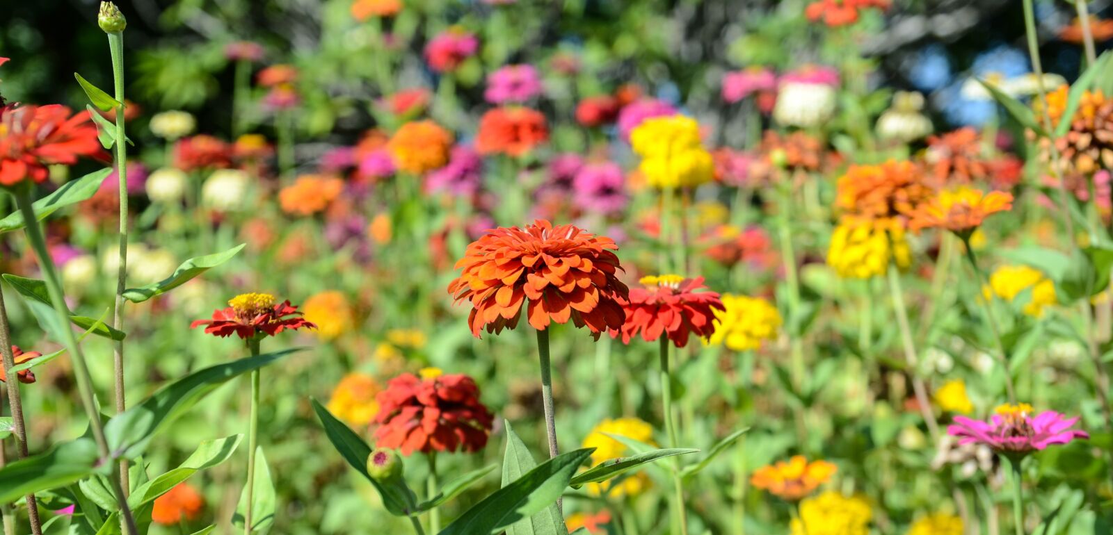 Nikon D7000 sample photo. Flowers, garden, plant photography