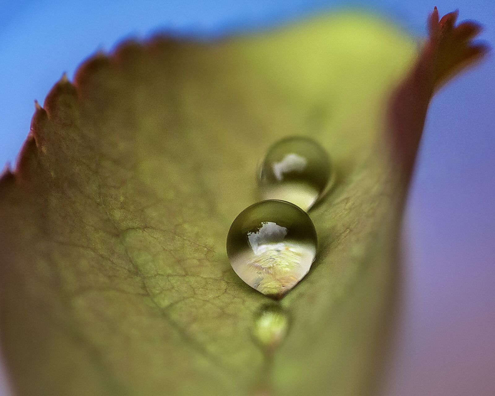 Canon EOS 70D sample photo. Nature, plant, flower photography
