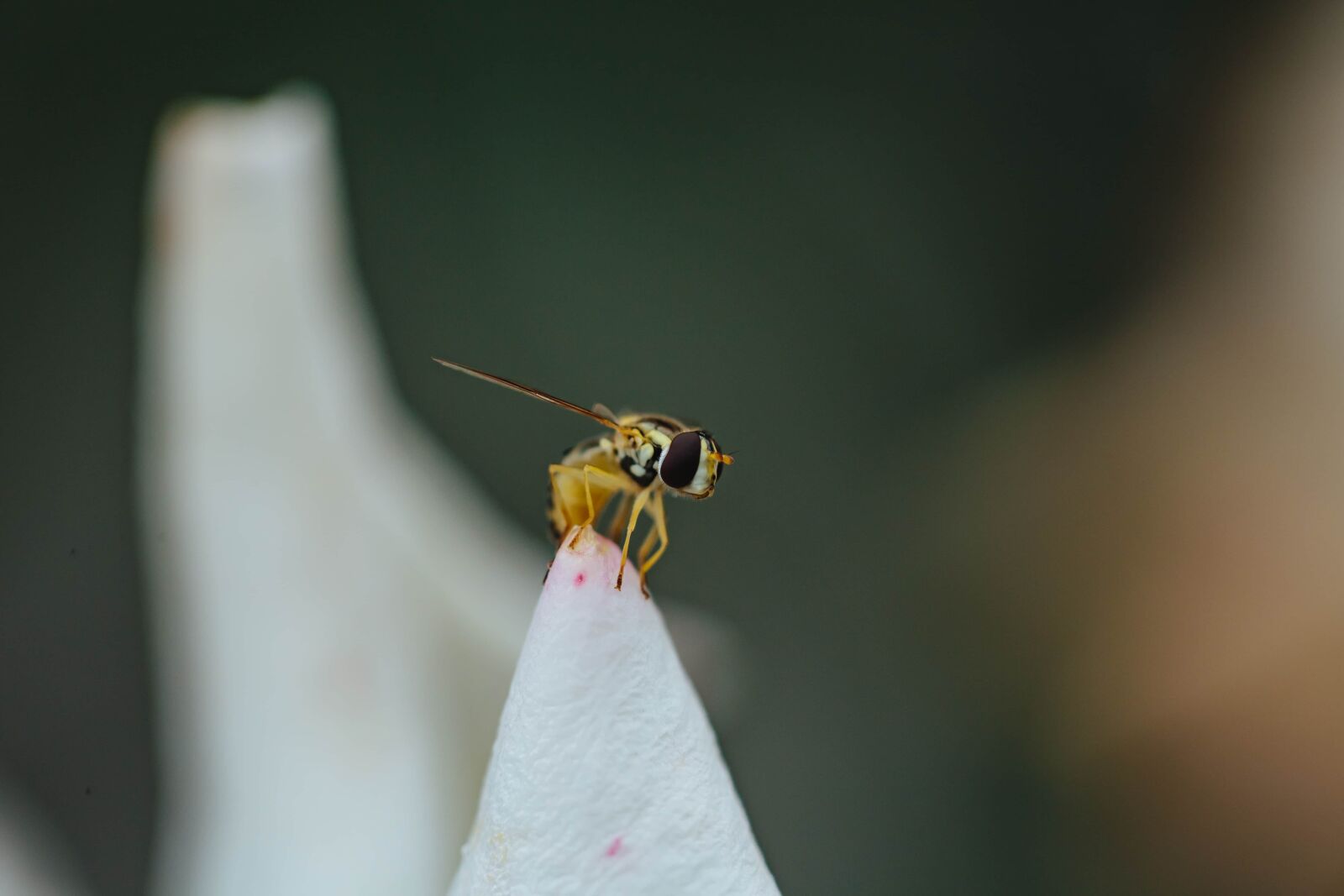 Canon EF 100mm F2.8 Macro USM sample photo. Eye, eyeball, insect, macro photography