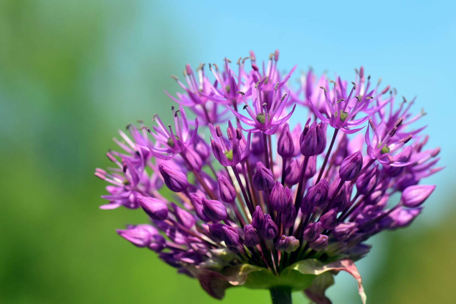 Nikon D3300 sample photo. Leek, ornamental onion, giant photography