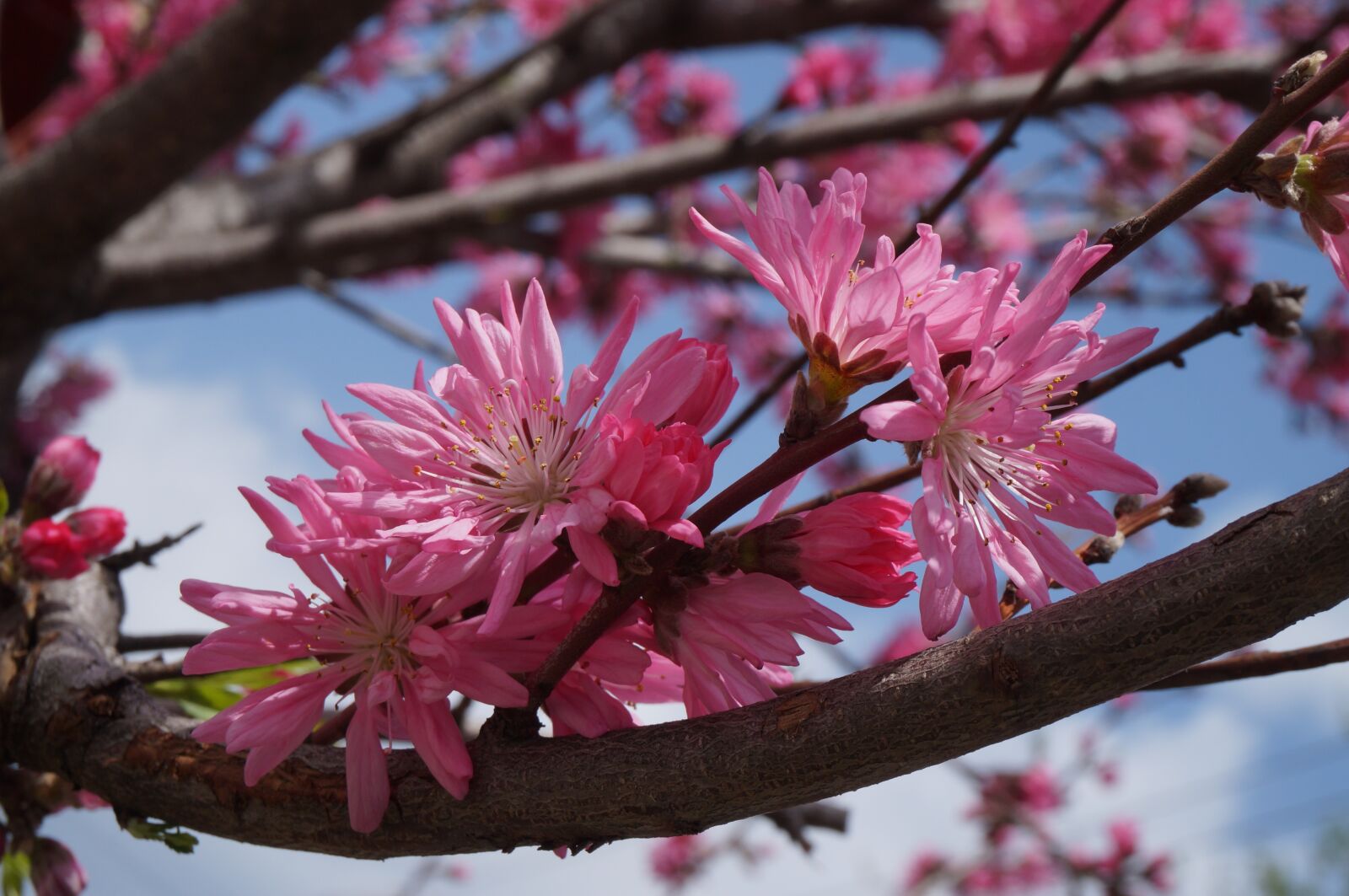 Sony Alpha NEX-3N sample photo. Flowers, sakura, nature photography