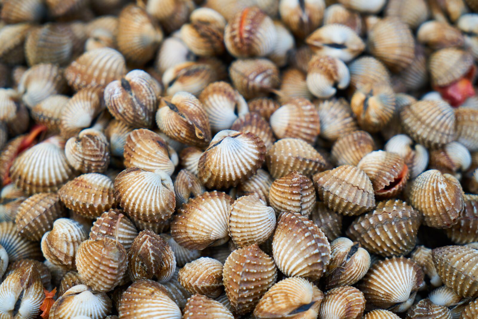 Sony a7R II sample photo. Mussels, shelled, shell photography