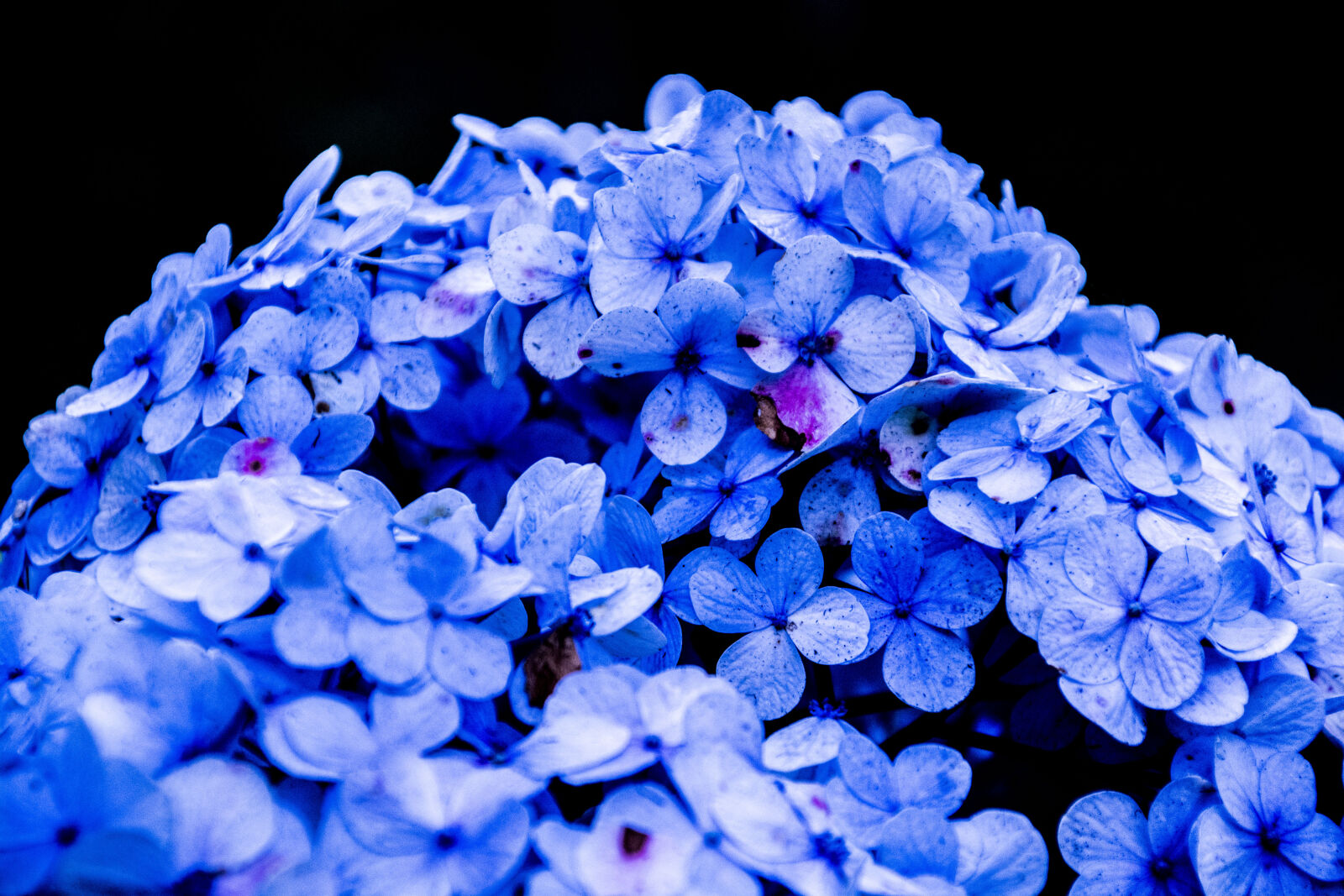 Tamron 18-200mm F3.5-6.3 Di II VC sample photo. Bloom, blossom, blue, close photography