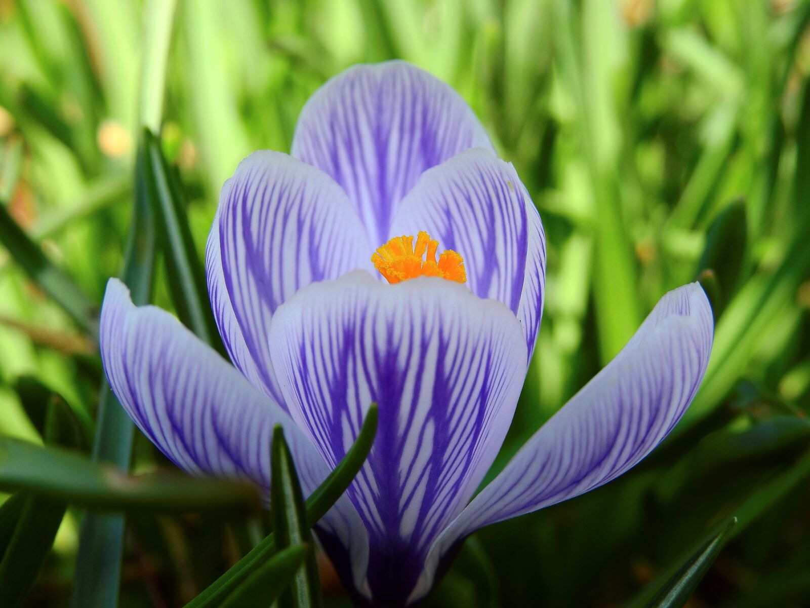 Nikon Coolpix P900 sample photo. Crocus, flower, blossom photography