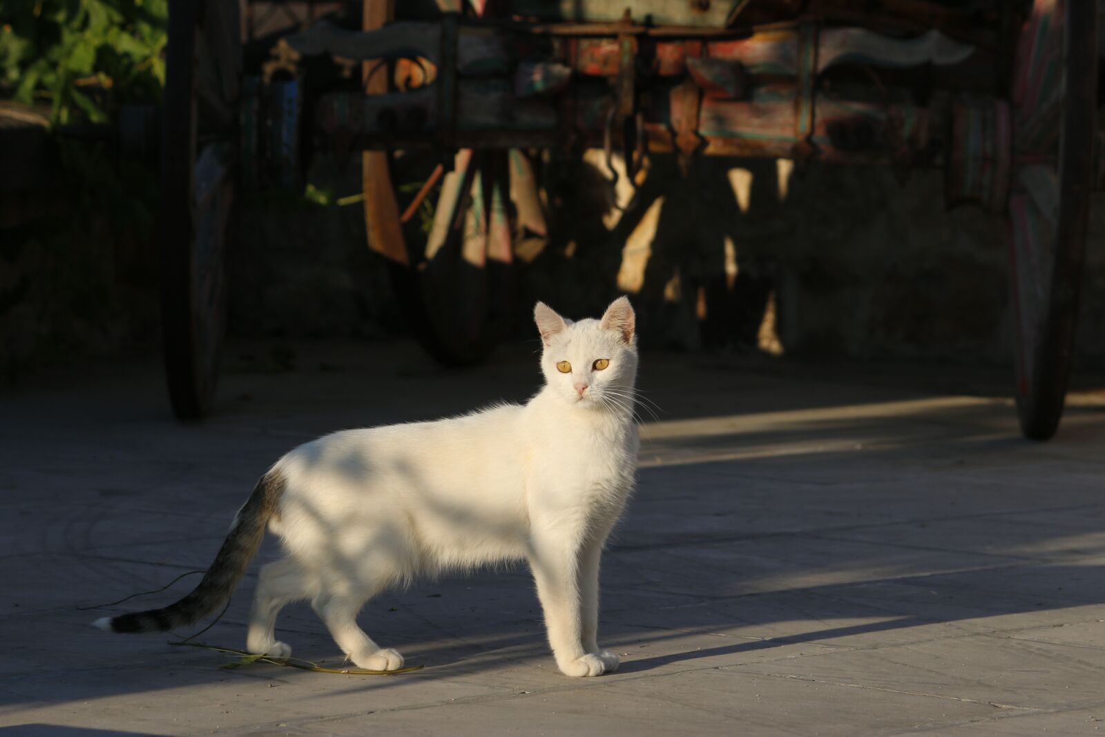 Canon EOS 70D sample photo. White cat, cat, kitten photography