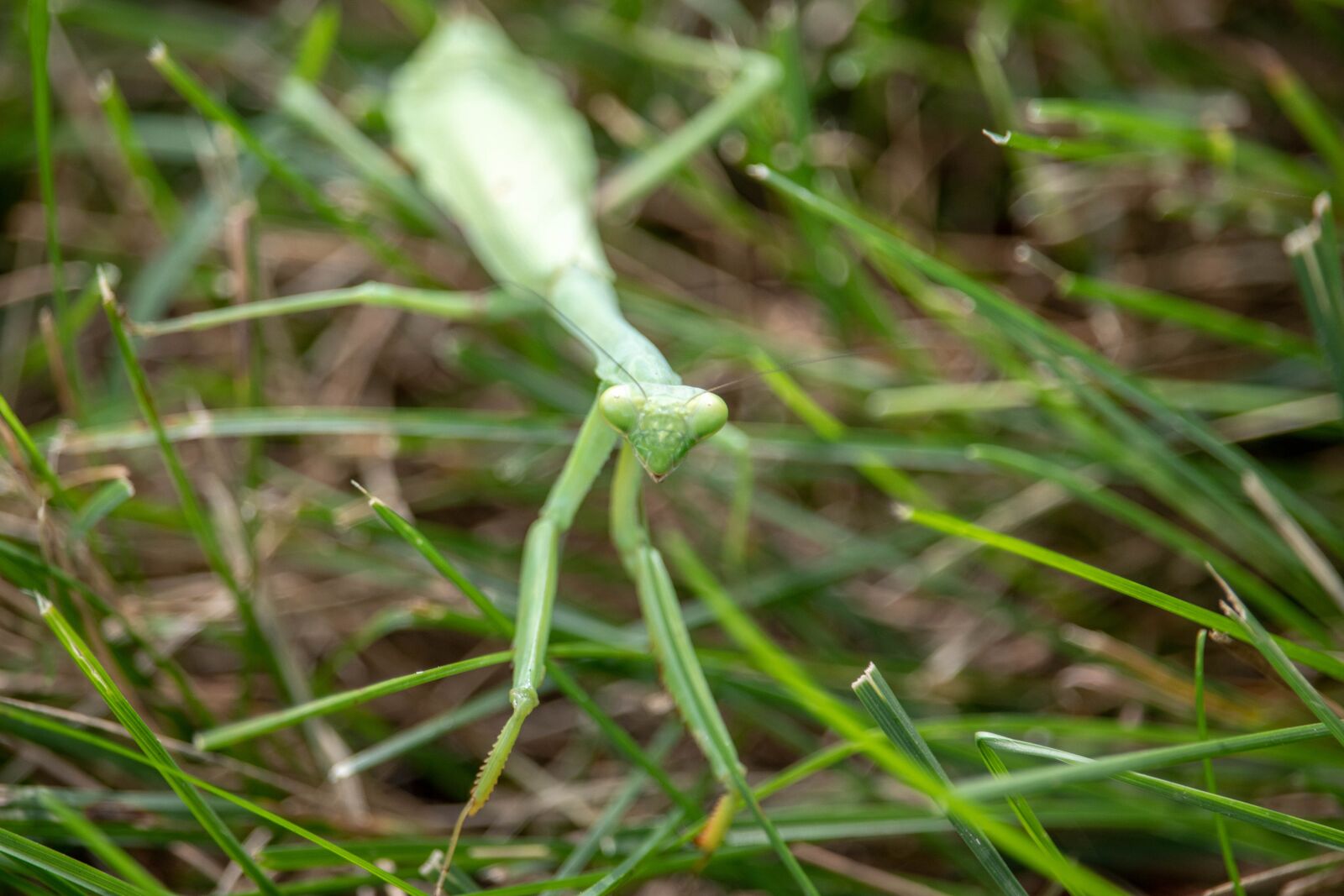 Canon EF-S 55-250mm F4-5.6 IS STM sample photo. Praying, mantis, i photography