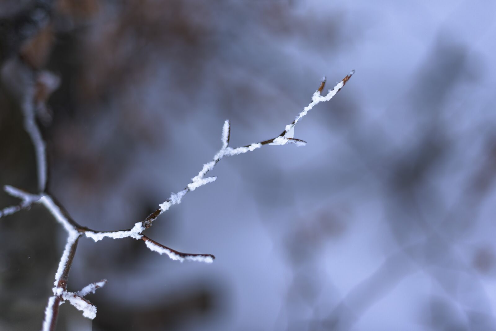 Nikon D750 sample photo. Winter, snow, nature photography