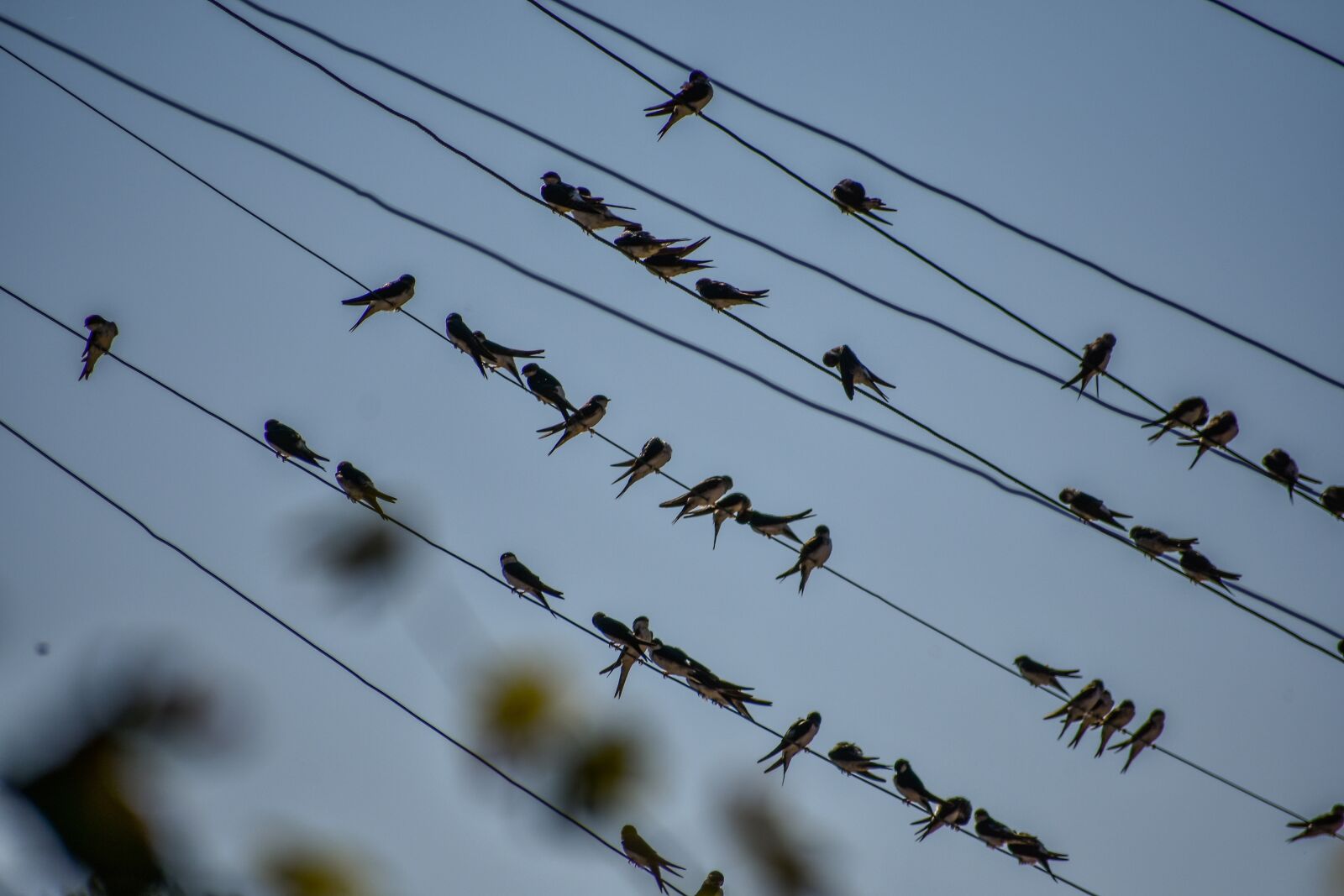 Nikon D3400 sample photo. Wire, bird, swallotail photography