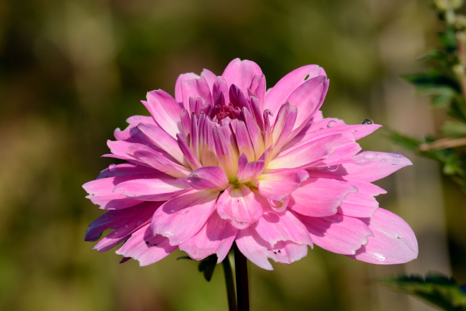 Nikon D7100 sample photo. Dahlia, autumn flower, flower photography