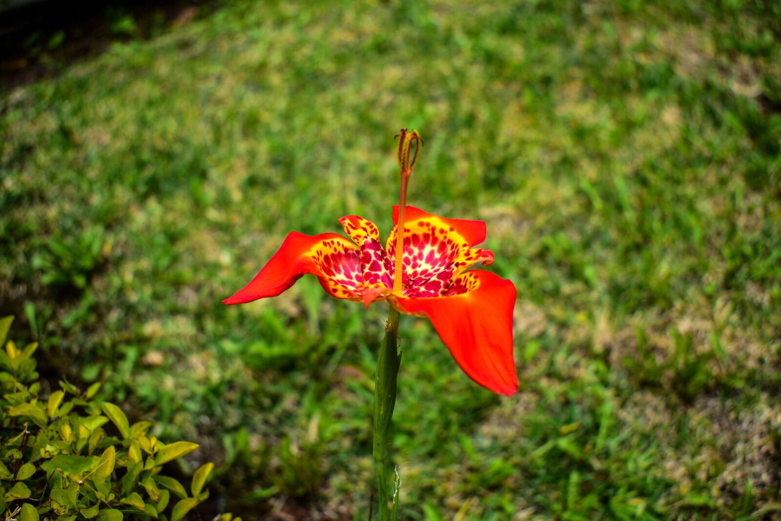 Nikon D3400 sample photo. Nature, flower, plant photography