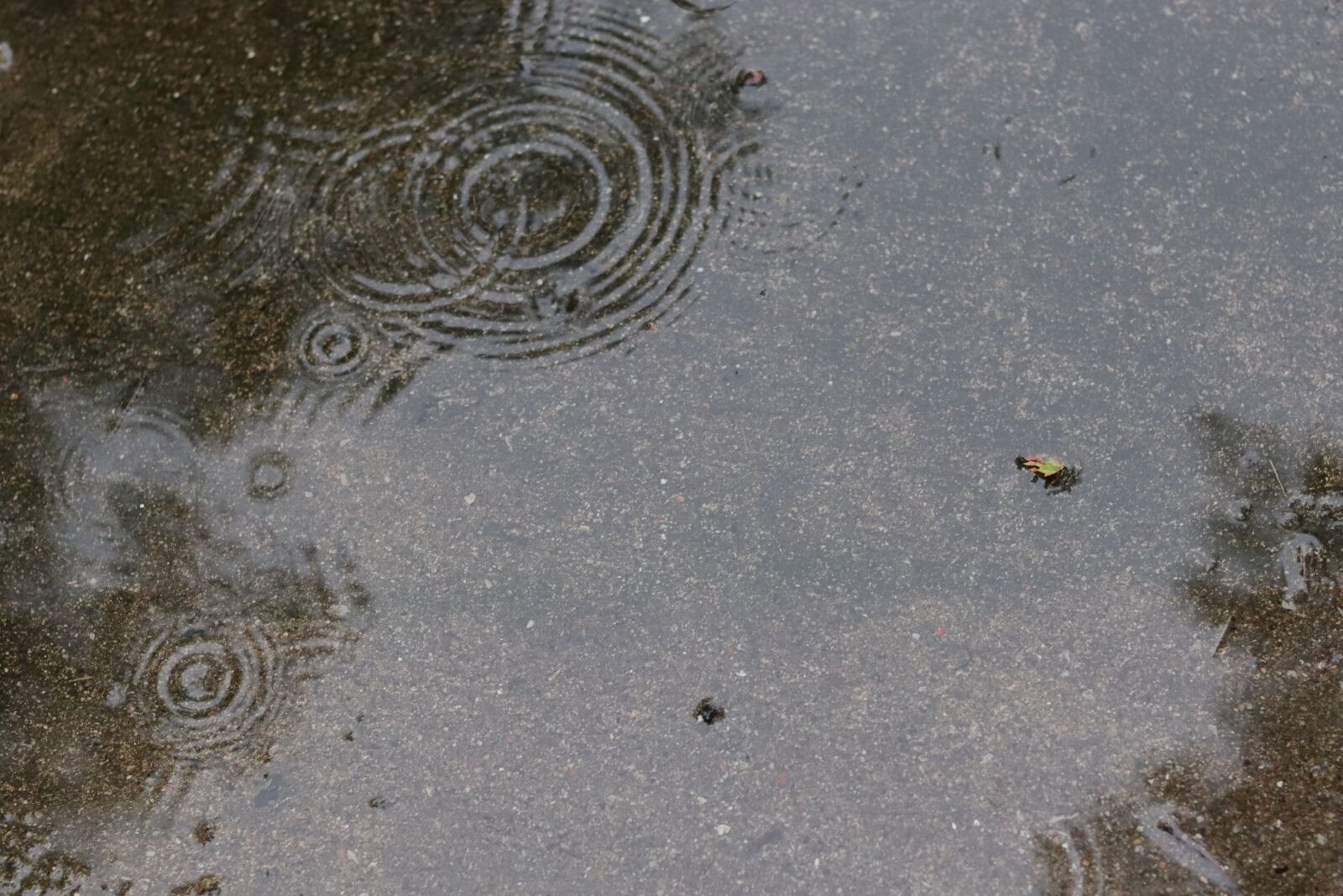 Canon EOS 200D (EOS Rebel SL2 / EOS Kiss X9) + Canon EF 50mm F1.8 STM sample photo. Rain, water, ripples photography