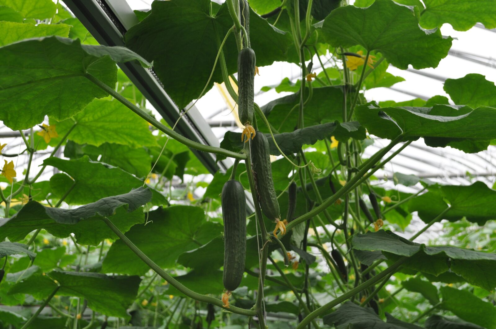 Nikon D5000 sample photo. Cucumber, vegetables, agriculture photography