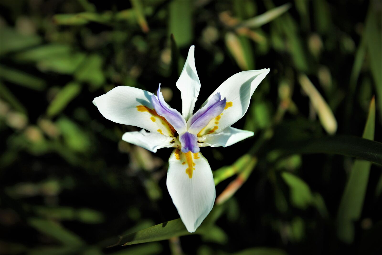 Canon EOS 1100D (EOS Rebel T3 / EOS Kiss X50) sample photo. Flower, white flower, vegetation photography