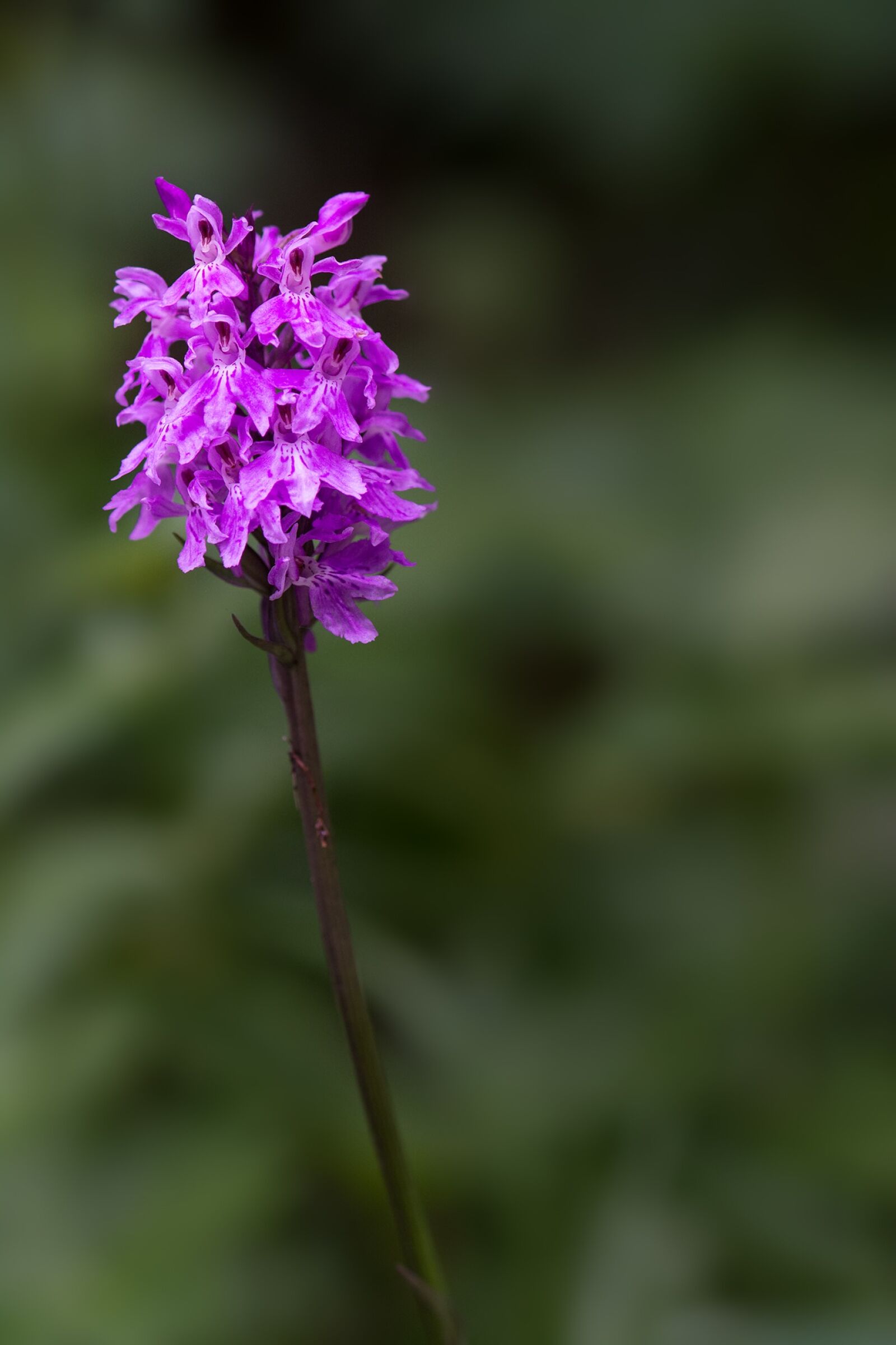 Nikon D7100 sample photo. Heath spotted orchid, orchid photography