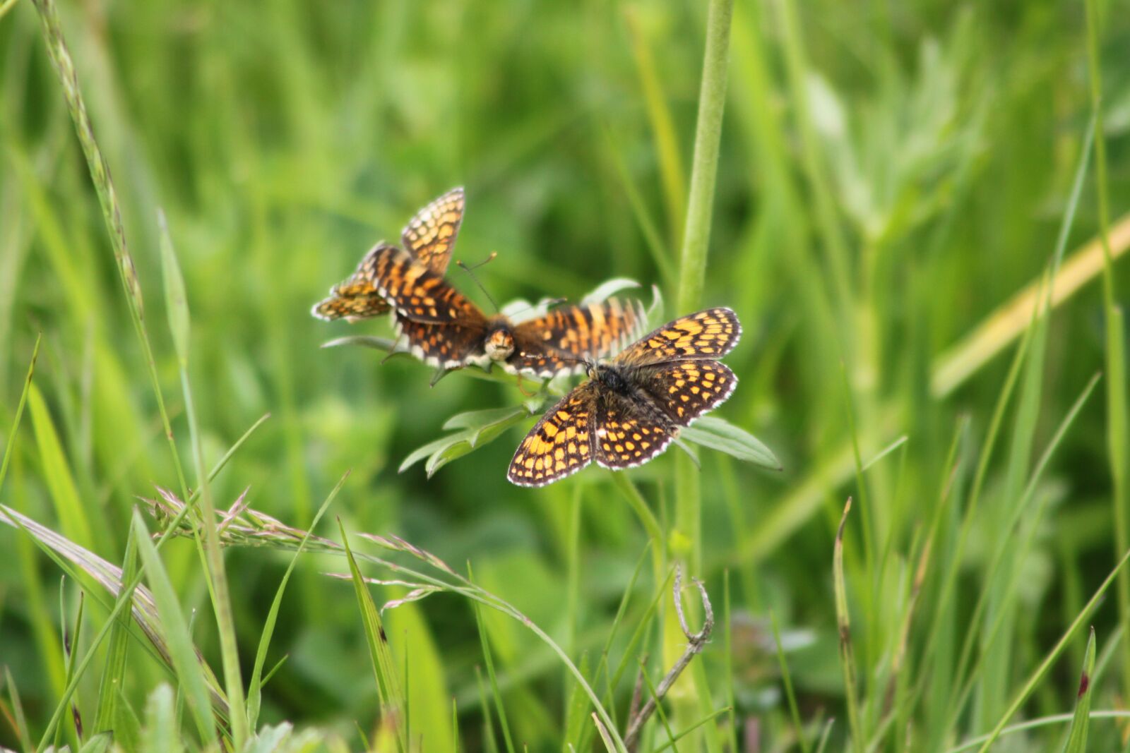 Canon EOS 500D (EOS Rebel T1i / EOS Kiss X3) sample photo. Butterflies, nature, summer photography