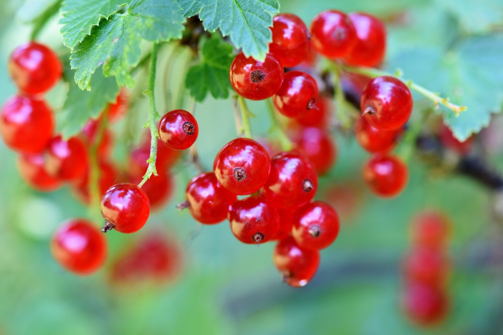 Nikon D7200 sample photo. Currants, berries, currant photography