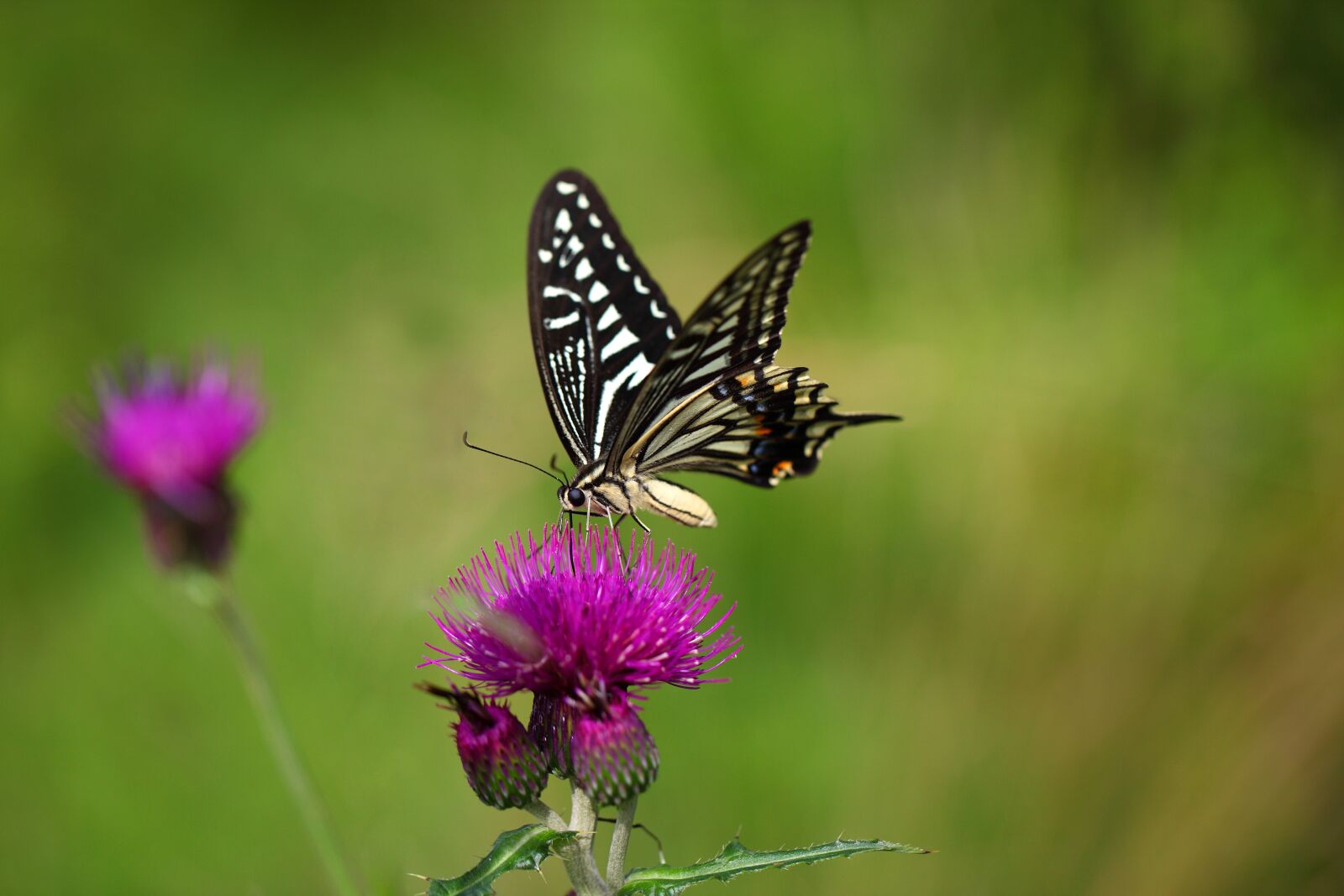 Canon EOS 5D Mark II sample photo. Nature, butterfly, insects photography