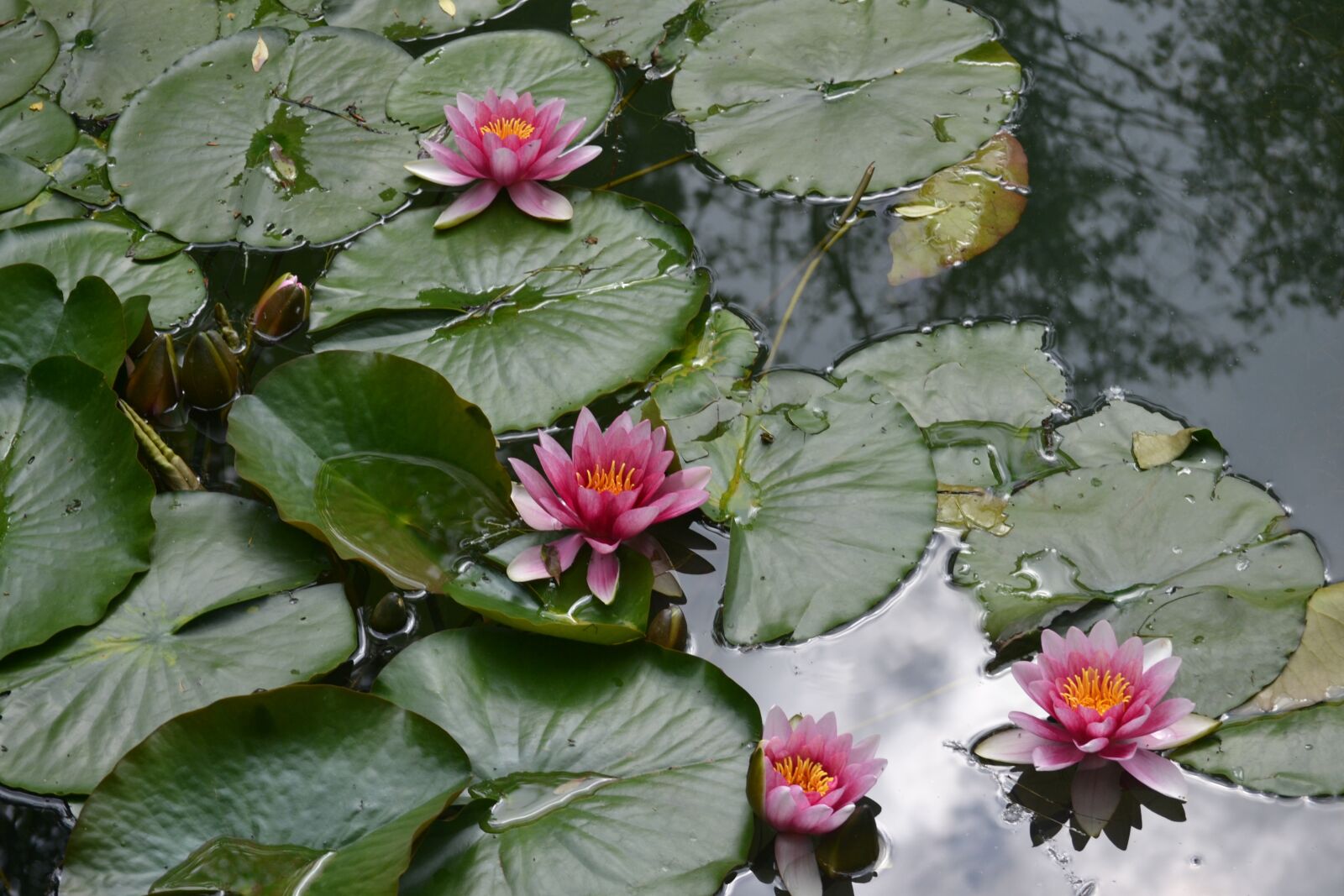 Nikon D3100 sample photo. Waterlily, flower, water photography