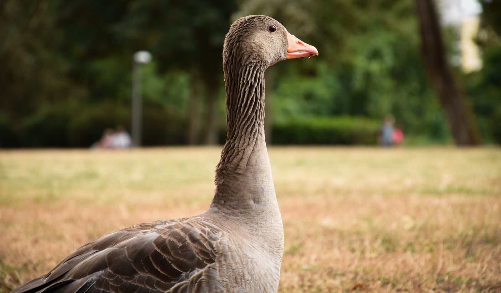 Nikon D7200 sample photo. Goose, nature, bird photography