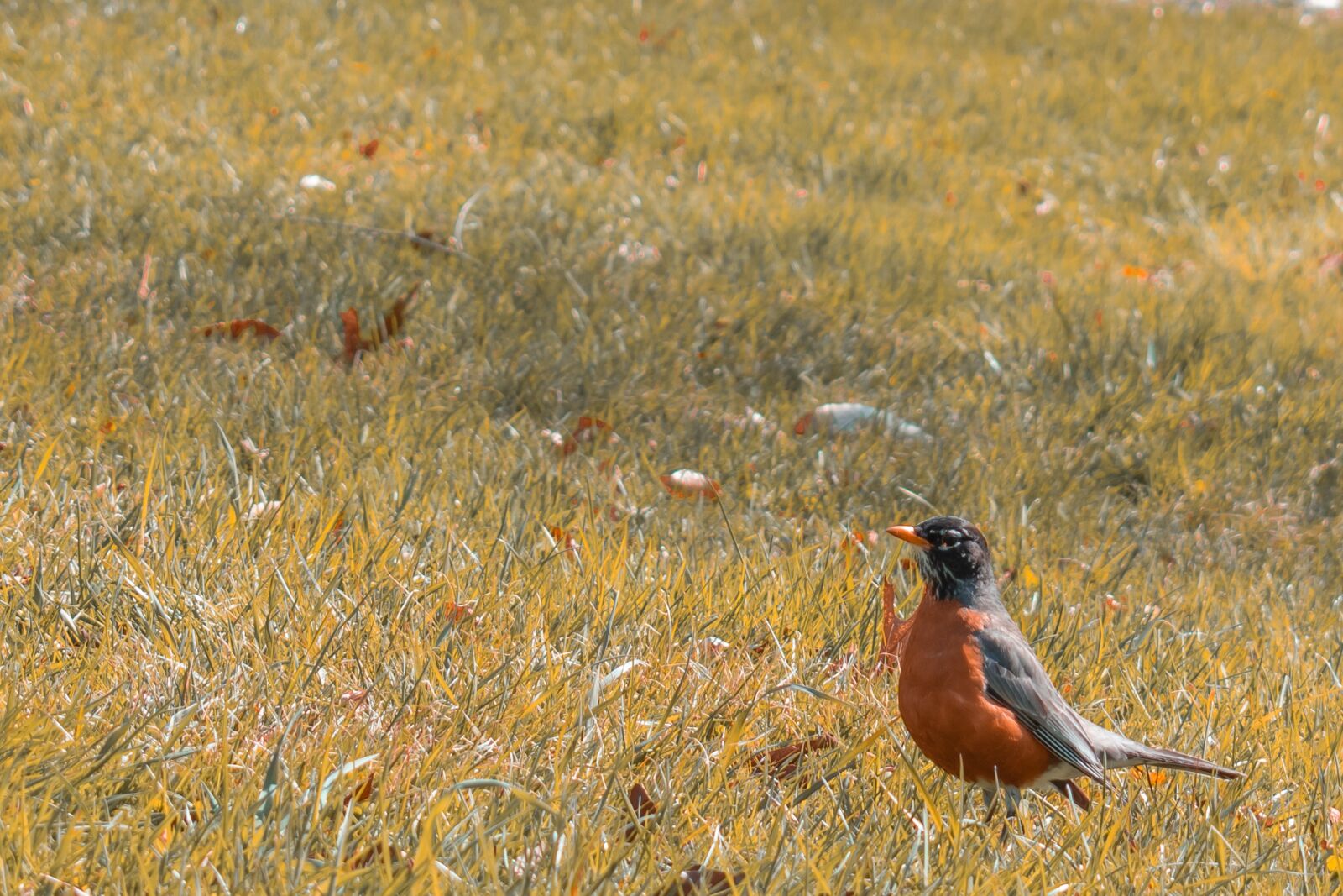 Nikon D5600 sample photo. American, robin, grass photography