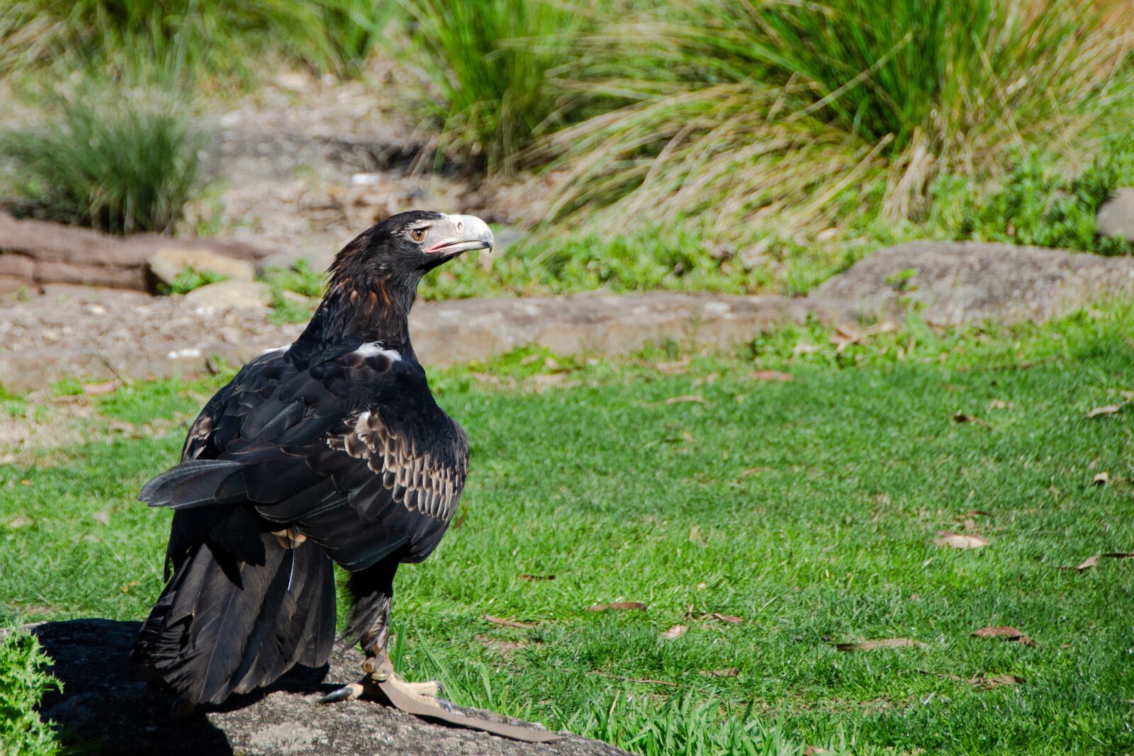 Nikon D5100 sample photo. Wedge-tailed eagle, eagle, bird photography