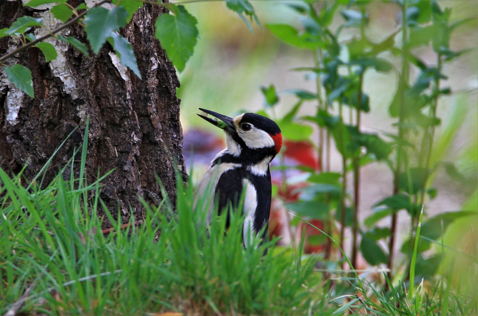 Tamron SP 150-600mm F5-6.3 Di VC USD sample photo. Great spotted woodpecker, feeding photography
